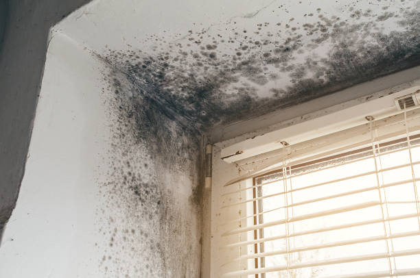 Affordable Commercial Mold Remediation solutions in Coinjock, NC